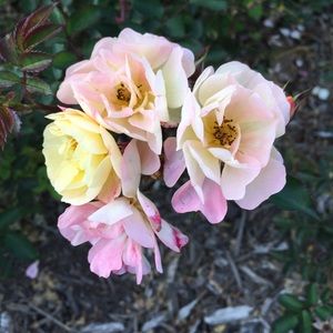 Meet your Posher, Jan